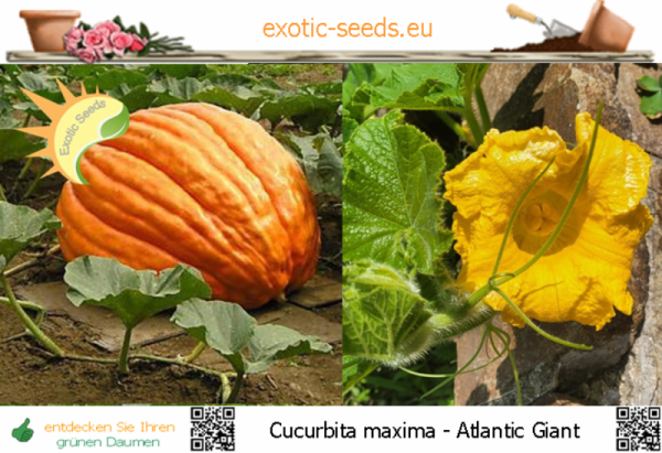 Cucurbita maxima * Speisekürbis 'Atlantic Giant' (Pumpkin) * 10 Samen